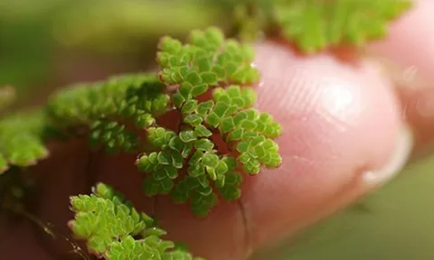 Vị giáo sư 'biến' lân thành đạm từ bèo, lai tạo hàng loạt giống lúa cứu mùa màng Việt Nam