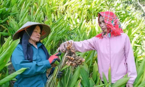 Cây ‘đẻ vàng’ trên núi