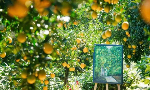 Vườn cam như trong phim hút khách du lịch Mộc Châu