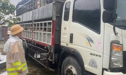 Phát hiện 2 xe tải chở 7,2 tấn heo nghi nhiễm dịch tả heo châu Phi