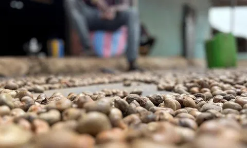 'Sản vật' tỷ đô của Việt Nam được người Trung Quốc ồ ạt thu mua với giá đắt đỏ, nước ta xuất khẩu bỏ xa thế giới