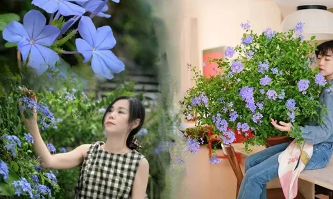 Hoa thanh xà đang được hội mê cây săn lùng: Dễ trồng, dễ “bùng nở”, góc nhà lên hình đẹp như trời Tây