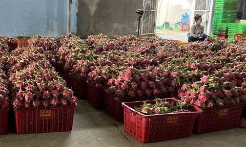 Giá thanh long chong đèn tại Lâm Đồng đạt mức cao nhất nhiều năm