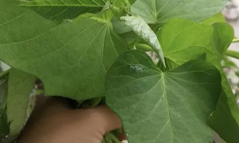 Xuất khẩu lá lạ, bất ngờ thu về 10 triệu USD