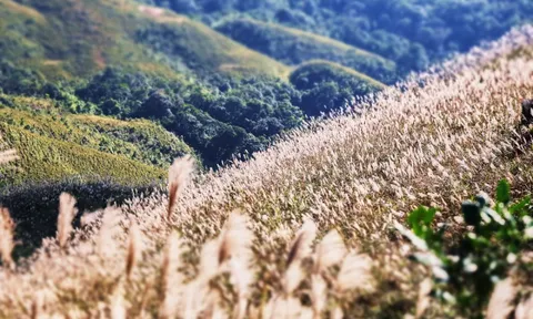 Về Quảng Ninh ngắm cỏ lau 'thức giấc' trên dải biên cương Bình Liêu