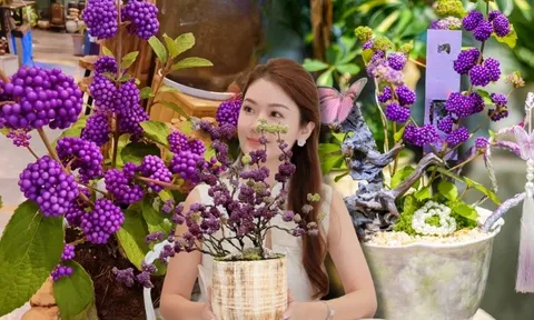 Loài cây Tết đến nhiều nhà muốn có: Chuỗi ngọc tím thổi bừng sức sống năm mới, hút tài lộc vào nhà