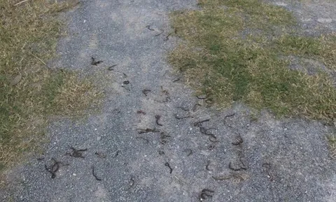 Làm rõ nguyên nhân giun bò lên mặt đất chết hàng loạt ở Quảng Trị