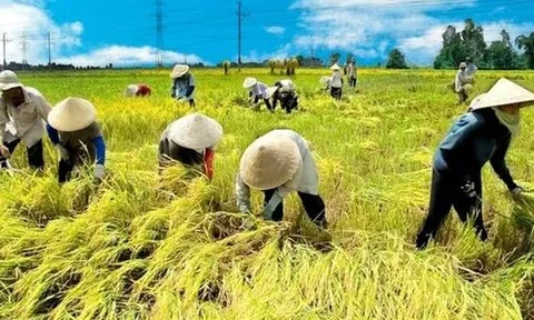 “Bà con nông dân bán lúa thì làm gì có hóa đơn”: Cơ quan thuế giải đáp vướng mắc cho hộ kinh doanh