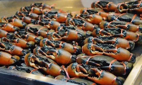 Kho báu dưới nước của Việt Nam 'bơi' sang Mỹ, Nhật Bản siêu đắt hàng: xuất khẩu tăng khủng hơn 600%, chất lượng vượt trội hàng đầu thế giới