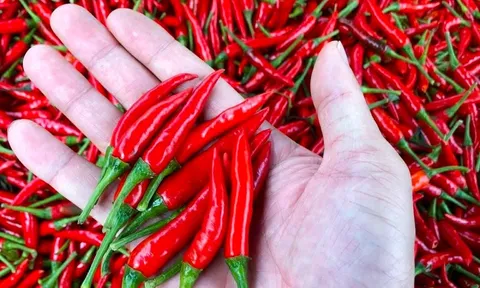 Ớt tươi ở TP.HCM vẫn neo giá 160.000 đồng/kg