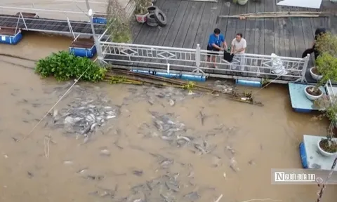 Chuyện lạ Đồng Tháp: Cá kéo về “xin ăn”, người dân nuôi như… thú cưng