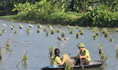 Mang lại sự bình yên cho những cánh chim trời mùa di trú