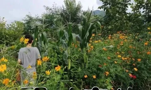 Biệt thự của "mỹ nhân có vòng eo đẹp nhất showbiz", ai đi qua cũng ngoái nhìn