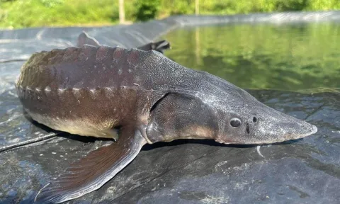 Giải mã "quái ngư" 45kg lần đầu tiên được nuôi thành công trong lòng hồ Hòa Bình