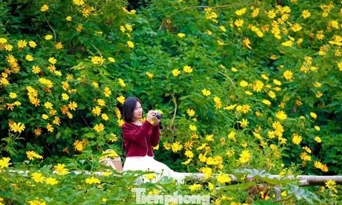 Hoa dã quỳ rực rỡ như Tây Nguyên giữa lòng Hà Nội