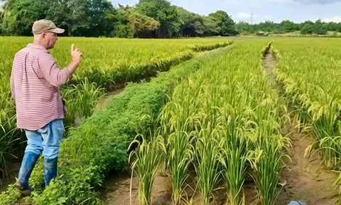 Giống lúa Việt Nam "gây sốt" khi được Cuba trồng đại trà: Nông dân thu hoạch xong phải… ngỡ ngàng