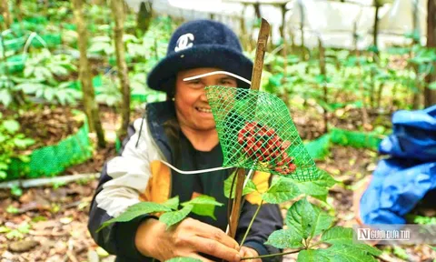 Quảng Ngãi hướng mục tiêu trồng 6.000ha sâm Ngọc Linh, phát triển sinh kế bền vững cho người dân