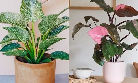 Ông bà dặn: 5 loại cây đặt đúng vị trí là thành “máy hút tài lộc” cho gia đình