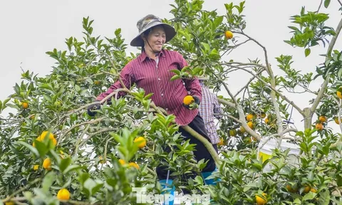 Bội thu loại cam đặc sản nổi tiếng Thanh Hóa
