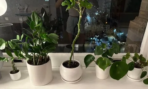 5 vị trí KHÔNG NÊN trồng cây trong nhà kẻo xui xẻo tìm đến, rước họa vào thân