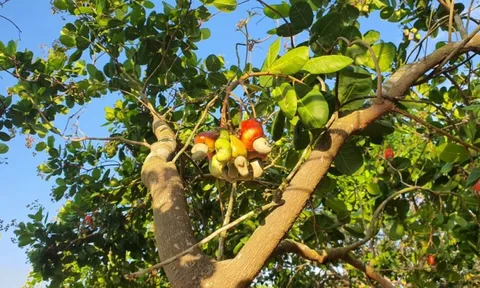 Sau lúa "gây bão", Việt Nam đem loại cây được ví là "vàng mười" sang trồng 2.000 ha tại Cuba