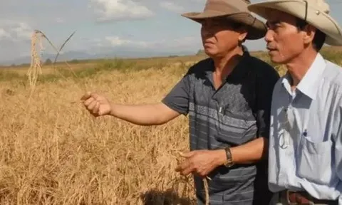 Sau Việt Nam, thêm một quốc gia muốn sản xuất gạo tại Cuba: Đặt mục tiêu canh tác 10.000 ha, cung cấp toàn bộ vật tư đầu vào, kỹ thuật