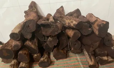 Dân ồ ạt lên rừng săn lùng gỗ tạp bán 3 triệu đồng/kg: Siết chặt quản lý rừng