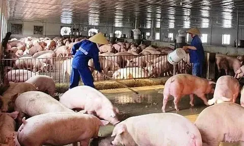 Nhu cầu thịt lợn dự báo tăng mạnh, giá có thể nhích lên dịp Tết
