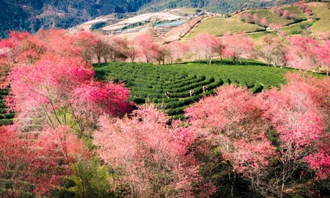 Ngắm đồi hoa mai anh đào nổi tiếng Sa Pa nở rộ mùa cuối, trước khi bị di dời