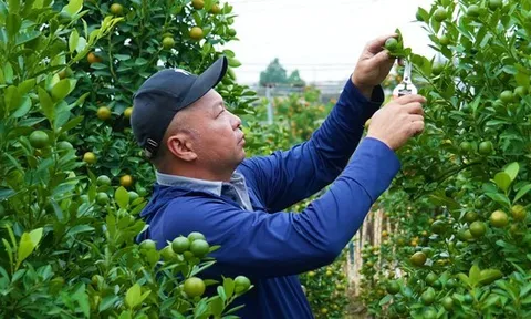 Đào, quất Tết 2026: Chưa có khách mua, nông dân Hà Nội đã dự đoán lợi nhuận sẽ giảm 15% bởi một lý do