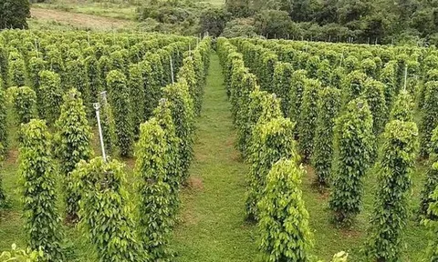 'Sản vật' của Việt Nam đổ bộ Mỹ với giá siêu đắt: Thị phần bằng các đối thủ cộng lại, thế giới ngày càng khan hiếm