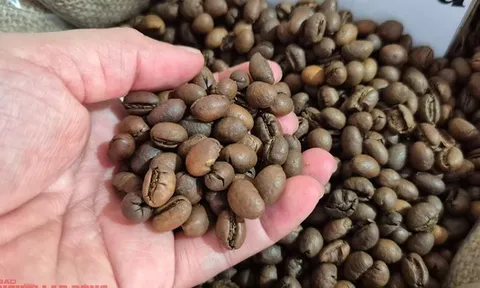 Giá cà phê hôm nay 21-12: Về lại mốc 90.000 đồng/kg