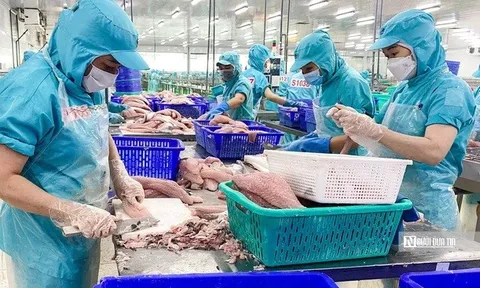 Xuất khẩu cá tra vượt mốc 2 tỷ USD, cơ cấu thị trường thay đổi