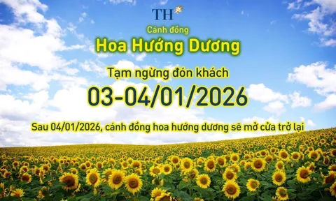 Cánh đồng hướng dương TH tạm đóng cửa ngày 3-4/1/2026
