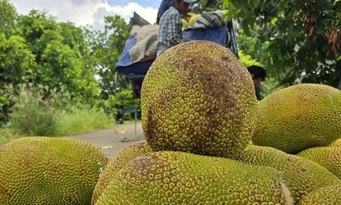 Thêm một loại trái cây phổ biến của Việt Nam được xuất khẩu chính ngạch sang Trung Quốc