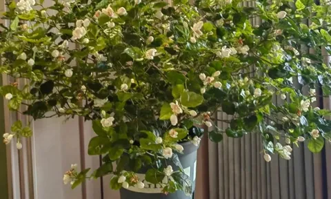 Loại cây hàng đầu được NASA khuyên trồng trong nhà, đặc biệt là phòng ngủ