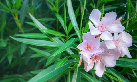 5 loại cây không nên trồng trong nhà: Mang vận rủi, thậm chí gây nguy hiểm cho sức khỏe