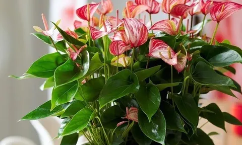Tết rước 1 chậu cây này về nhà: Vận tiền bạc, chức vị đều "lên hương"