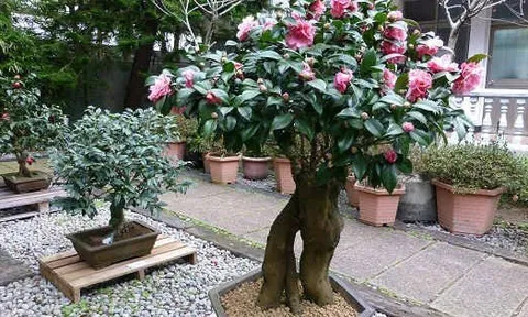 Loài cây quý như vàng, hoa nở đẹp chấn động thị giác: Nhà giàu mê vì giúp tụ lộc, giữ vượng khí