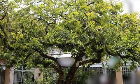 Loại cây hàng đầu được NASA đánh giá cực cao, nhà nào cũng nên có