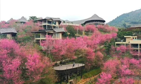 Không phải Hàn Quốc, Nhật Bản, đây là nơi đang có hoa mai anh đào nở rực 1 góc trời: Cách Hà Nội 300km