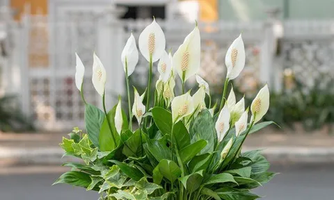 3 loại cây cát lành dễ trồng, đặt góc nào cũng tốt cho sức khỏe