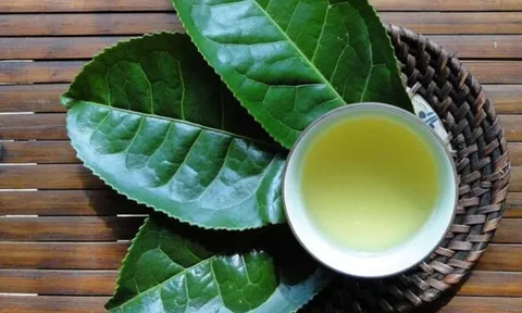 Loại nước được ví như "thần dược" cho sức khỏe và sắc đẹp, ở quê mọc um tùm trên đồi