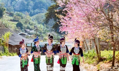 Đẹp nao lòng những bông hoa anh đào ở miền biên viễn xứ Nghệ