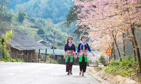 Mê mẩn sắc hoa anh đào bung nở rực rỡ ở Nghệ An