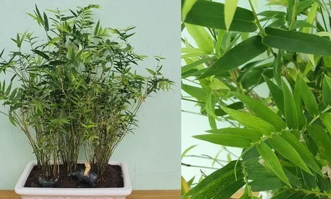 2 loại cây nên trồng trước cửa nhà vào năm mới: "Hút" tài lộc, làm thuốc cho cả gia đình