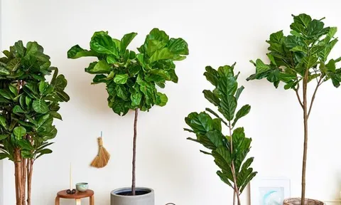 3 loại cây được cho là lọc không khí nhưng không nên trồng trong nhà
