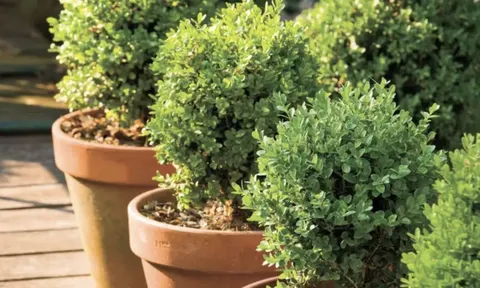 5 loại cây có mùi khó chịu nên tránh trồng trong vườn dù đẹp đến mấy