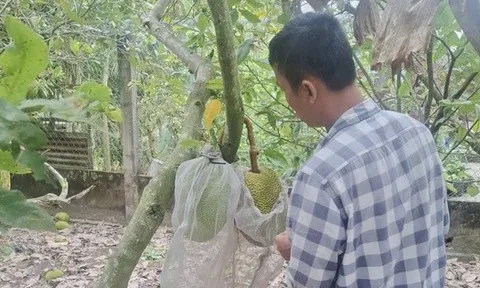 Giá mít Thái tăng cao nhưng vì sao nhà vườn miền Tây không vui?