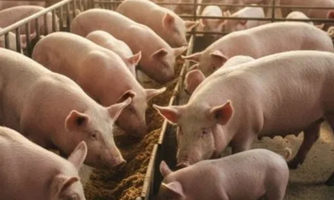 Dự báo về giá heo hơi Tết Bính Ngọ 2026, khó lên tới 80.000 đồng/kg?